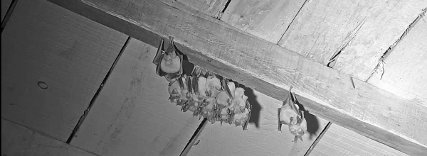 Une colonie de chauve-souris sur la RNR !
