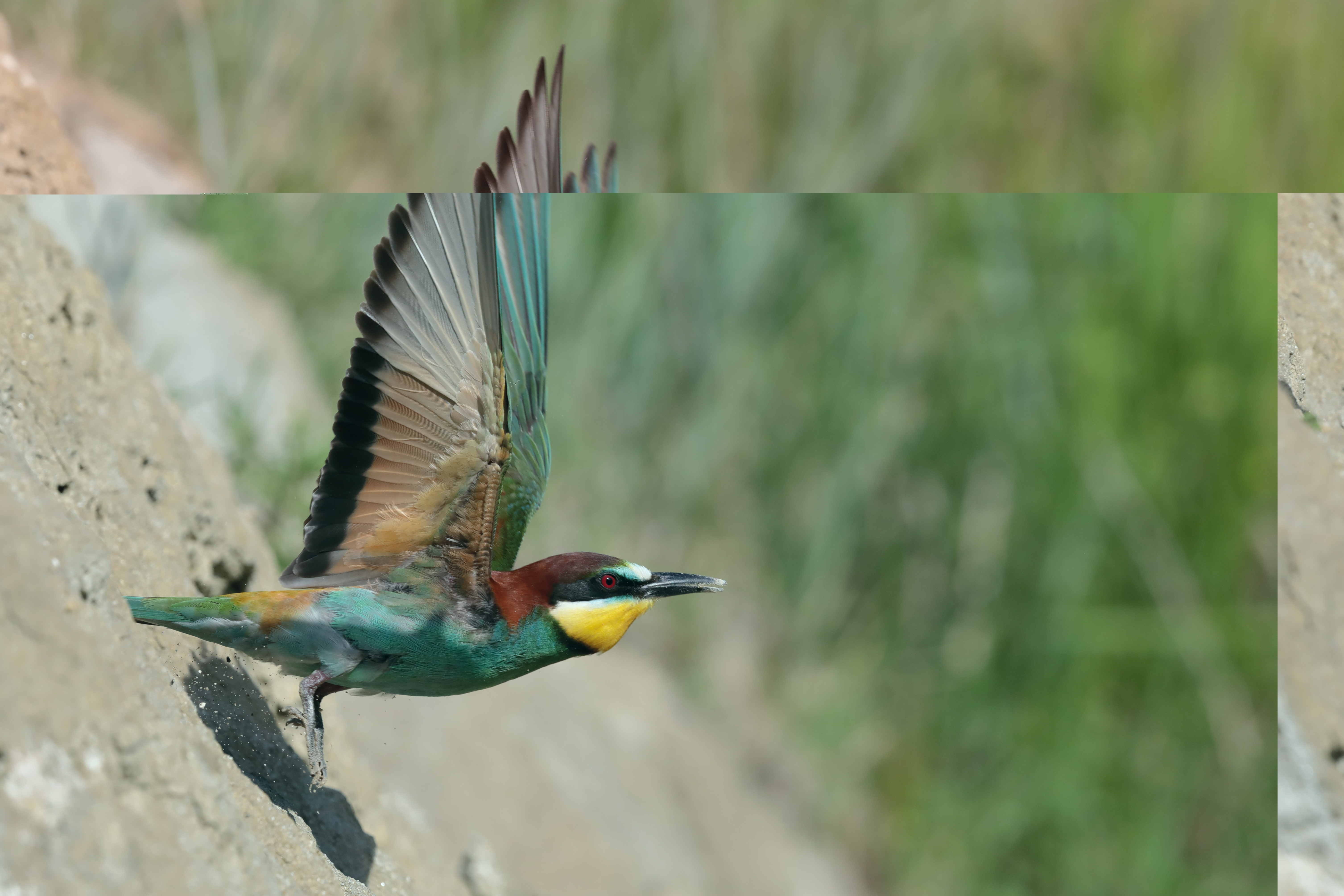 Les oiseaux de la Confluence – Entre beauté et fragilité : Conférence et balade – 7 et 8 juin 2019
