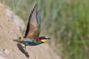 A la découverte des oiseaux de la Réserve naturelle