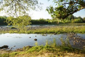 VisioConférence «Les zones humides de la Garonne : des réservoirs de biodiversité au service de tous !»