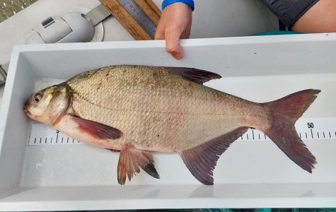 Inventaire des poissons sur les gravières du Parc naturel de Portet-sur-Garonne