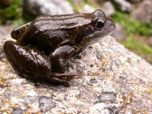 Balade nature : Découverte des amphibiens