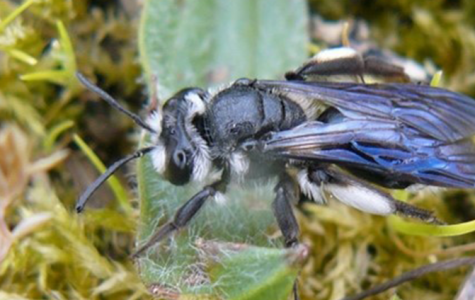 La Réserve naturelle lance un inventaire des pollinisateurs sauvages