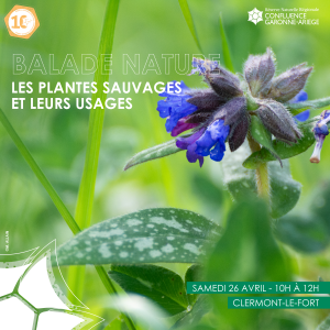 Balade : Les plantes sauvages et leurs usages