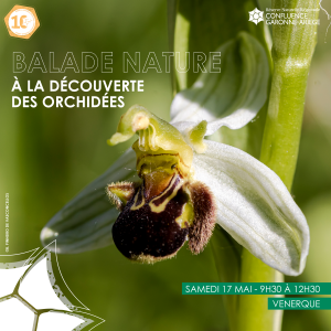 Balade : A la découverte des orchidées