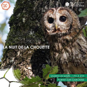 Balade nocturne : La Nuit de la Chouette