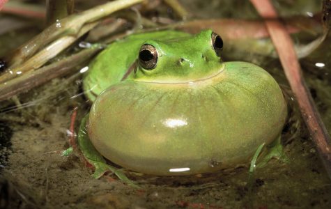 Le chant des mares –  Quand les amphibiens deviennent indicateurs scientifiques 