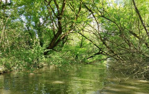 Des travaux de restauration prometteurs !