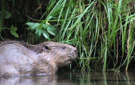 Un Castor dans la Réserve naturelle régionale Confluence Garonne-Ariège ?