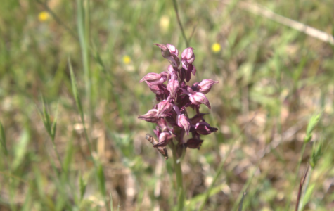 Anatomie d’une plante protégée – l’Orchis parfumé